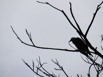 Low angle view of bird perching on branch