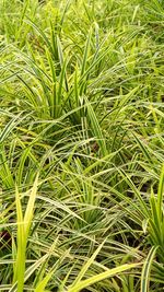 Full frame shot of bamboo plants