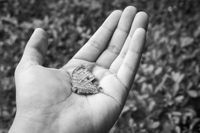 Close-up of hand holding leaf