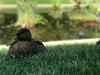 Close-up of a bird on grass