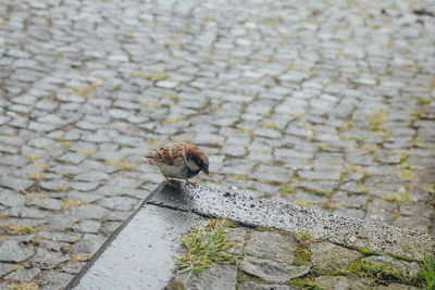 High angle view of lizard on wall