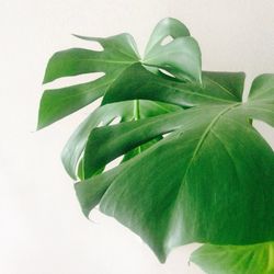 Close-up of plant against white background