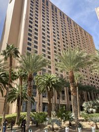 Low angle view of palm trees against building