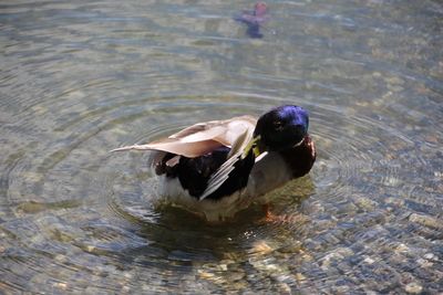 Close-up of duck swimming in lake