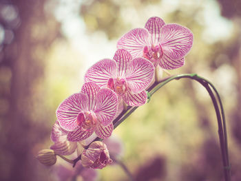 Close-up of orchids blooming outdoors