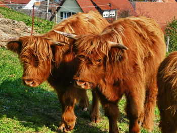 Cows in a field