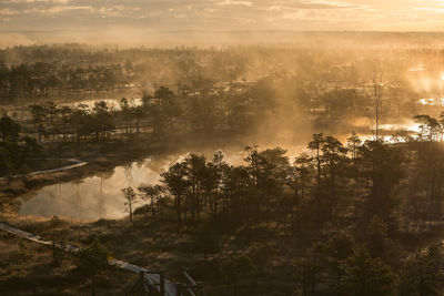 Trees in forest against sky at sunset