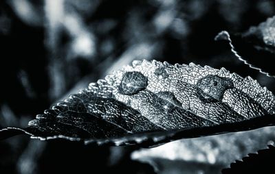 Close-up of plant against blurred background