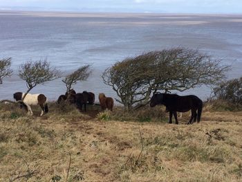 Horses grazing on field against sky