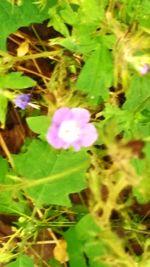 Close-up of purple flowers