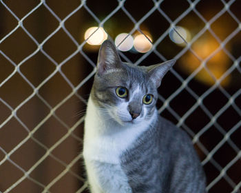 Close-up portrait of a cat