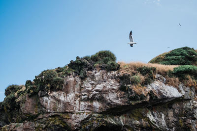 Low angle view of bird flying over rocks