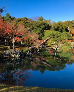 Reflection of trees in water