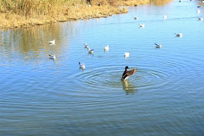 Swans swimming in lake