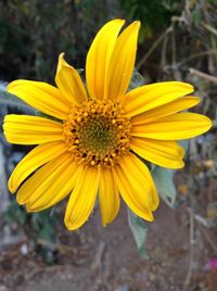 Close-up of yellow flower