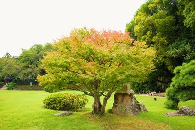 Trees on grass against clear sky
