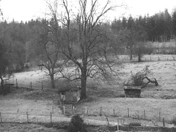 Bare trees on grassy field