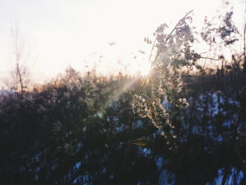 Sun shining through trees