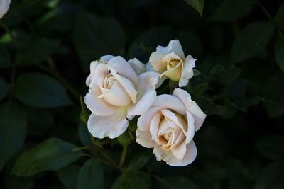 Close-up of white rose