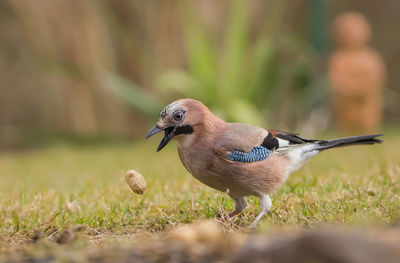 Close-up of bird perching outdoors