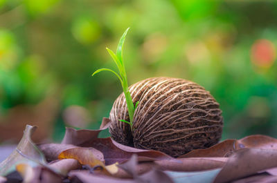 Close-up of shell on plant