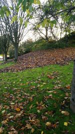 Trees in park