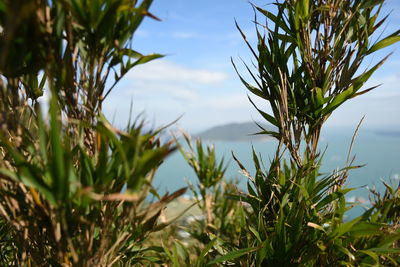 Close-up of fresh plants against sky