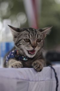 Portrait of cat relaxing on bed at home