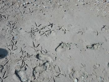 High angle view of footprints on sand