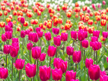 Close-up of pink poppy flowers blooming in field