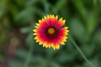 Close up view of a red and yellow daisy