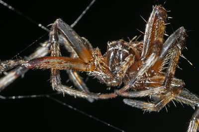 Close-up of spider against black background