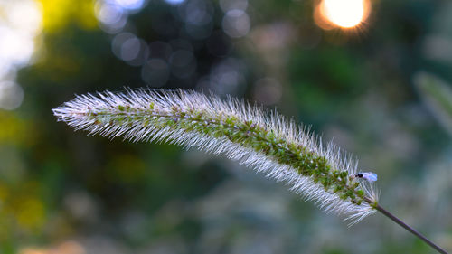 Close-up of plant