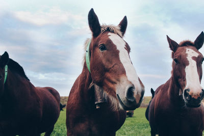 Horses in a field