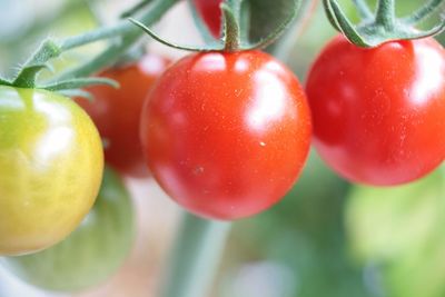 Close-up of tomatoes growing on plant