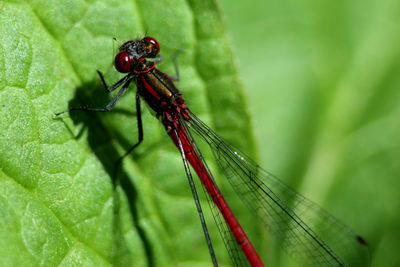 Close-up of insect on leaf, a red damselfly