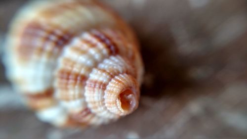 Close-up of snail on shell