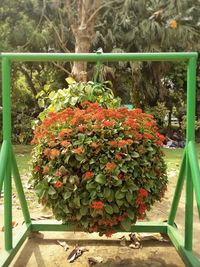 Plants and trees in park