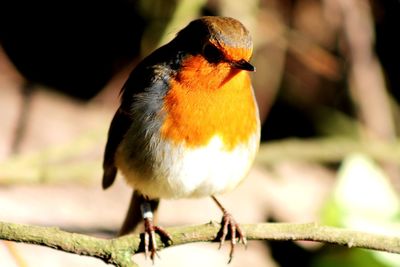 Close-up of bird perching