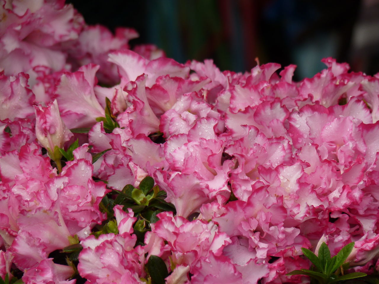 CLOSE-UP OF PINK FLOWERS ON PLANT