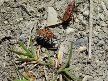 Close-up of insect