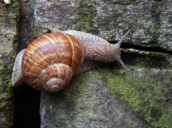 Close-up of snail