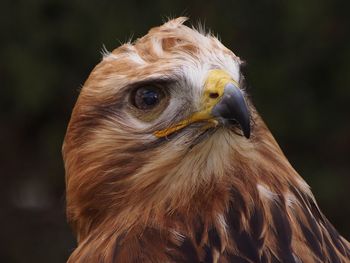 Close-up of a bird looking away