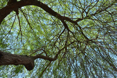 Low angle view of tree in forest against sky