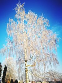 Low angle view of bare trees against blue sky