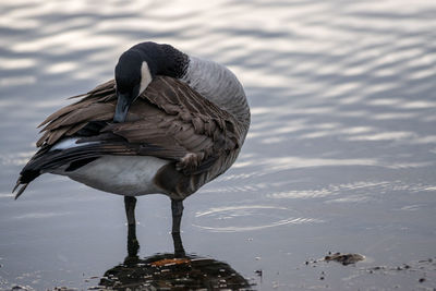Close-up of duck on lake shore