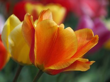 Close-up of orange tulip