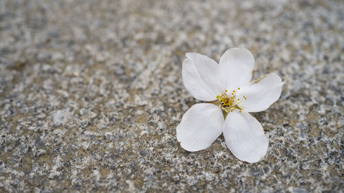 Close-up of white flower