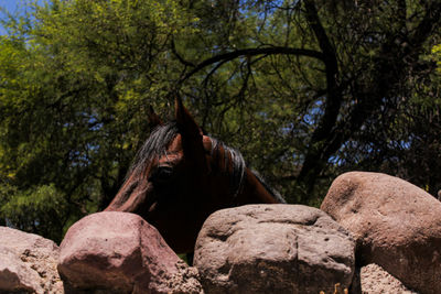 Horse on tree