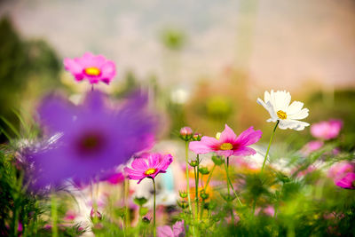 Close-up of pink cosmos flowers on field